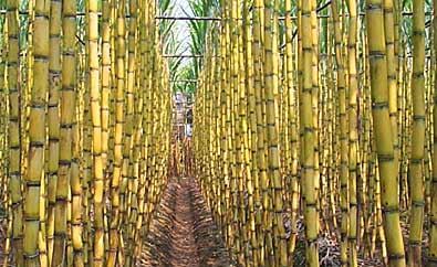 sugarcane